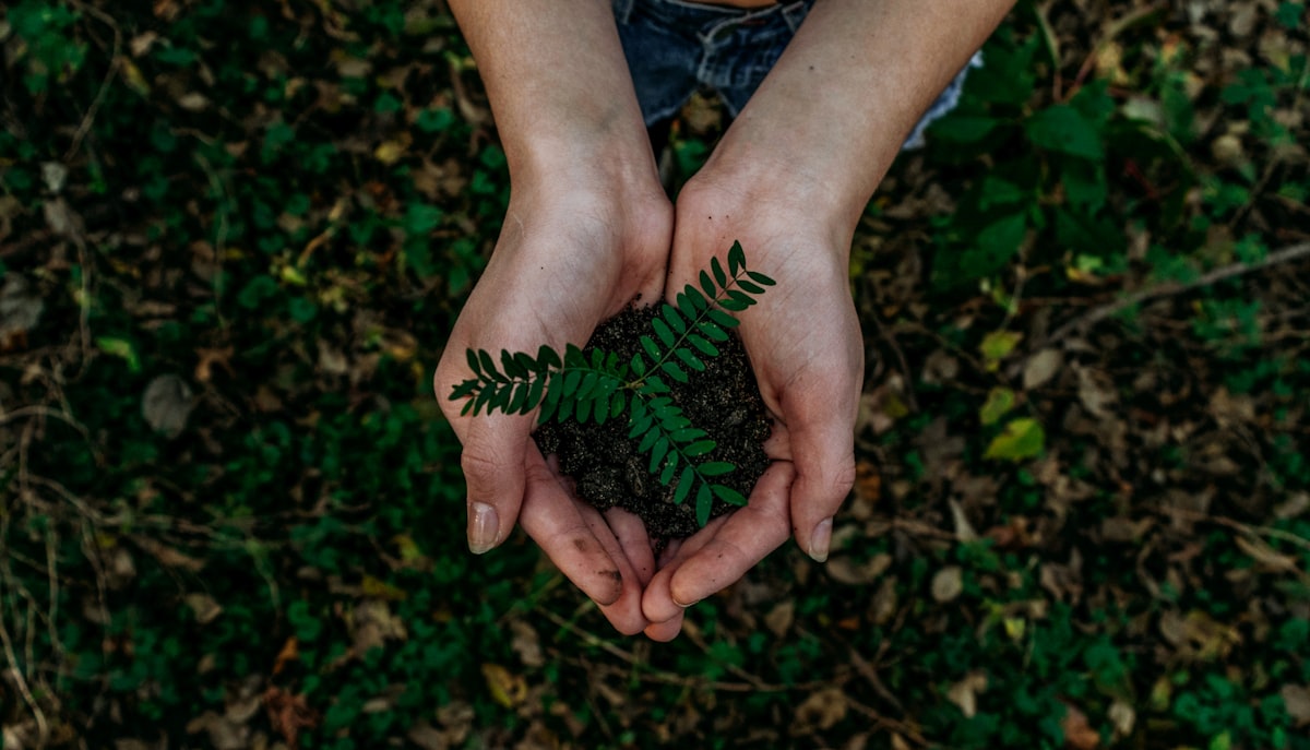 Jonge en middelgrote bomen