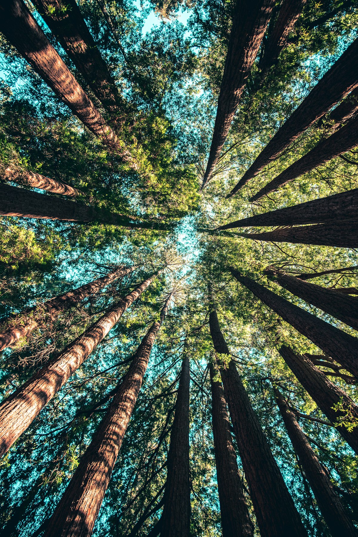 Extra grote bomen