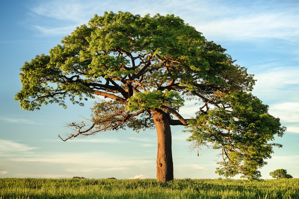 Volwassen bomen